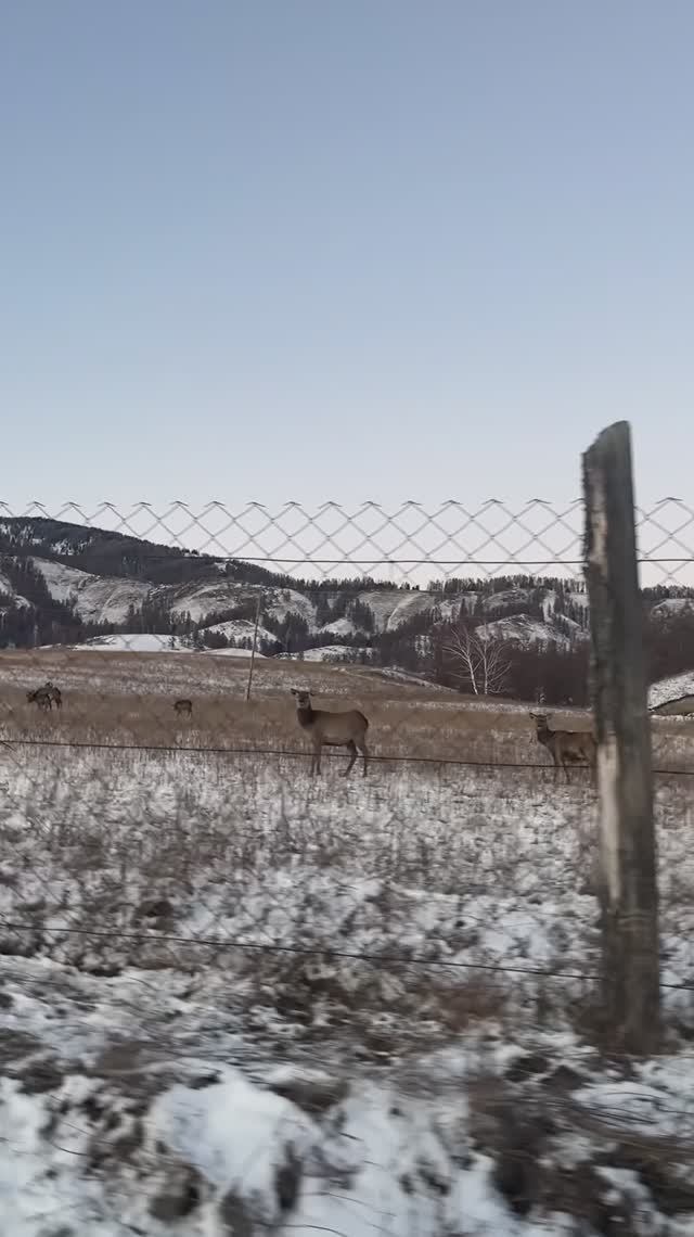 Маралы на Алтае🦌🏔️.