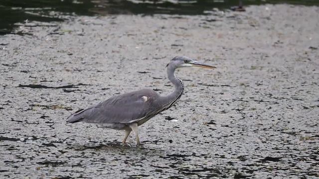 Video With Canon Ef-m 55-200. Чапля яка гуляє сама по собі