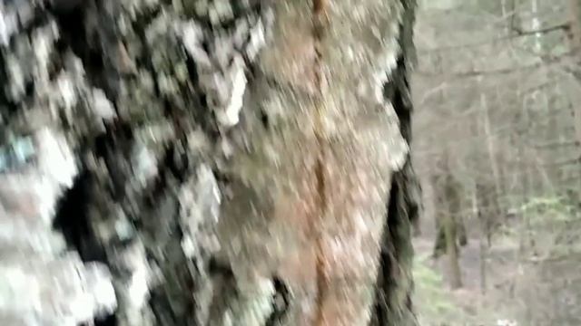 поехали в лес за соком берёзовым