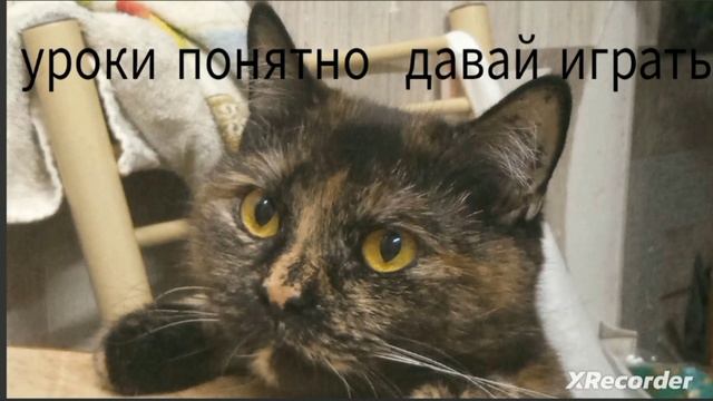 мем с кошкой плюшой 2 :3