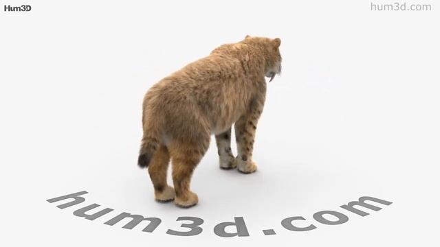 Saber-Toothed Tiger 3D model by 3DModels.org