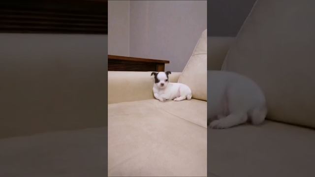 lv_0_20241204201006.mp4