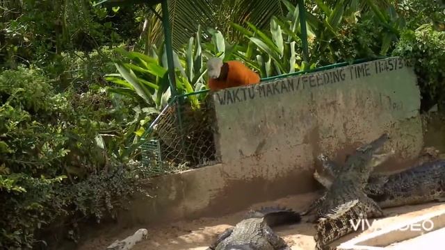 Crocodiles feeding  | How to feed Crocodiles | Angry Crocodiles eating chicken