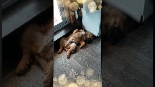 Тайшетик устал!!!