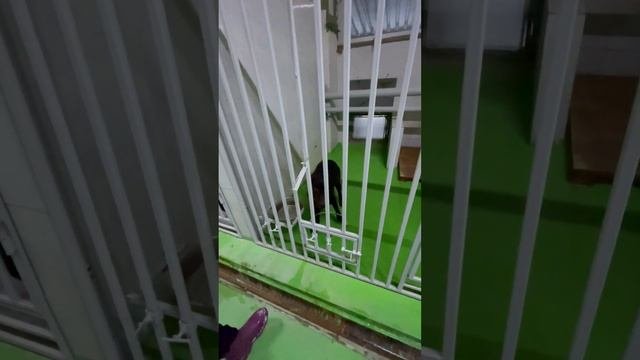 Собака проводник Маршал