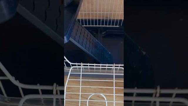 Татоша герой. В клетке убирают, Татошку в клетку не пускают.  #rat #крысы #animal #животные