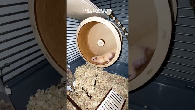 Ночной тыгыдык от Мики
