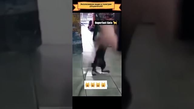 Приколы с животными