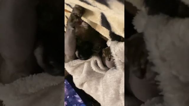 это что, летучая мышь? 🦇 #котики #сфинксы #смеагол