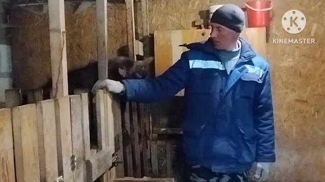 Лучшие козы должны быть дома!!!