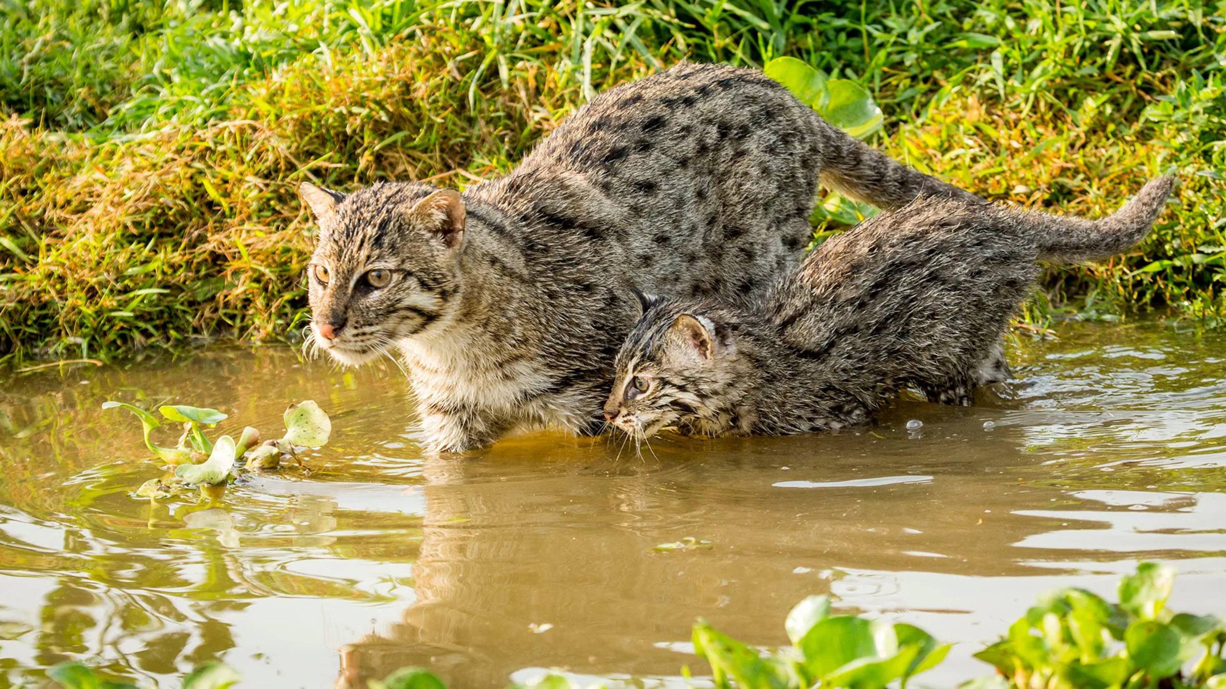 Виверровый кот-рыболов, он же крапчатый кот -  Prionailurus viverrinus