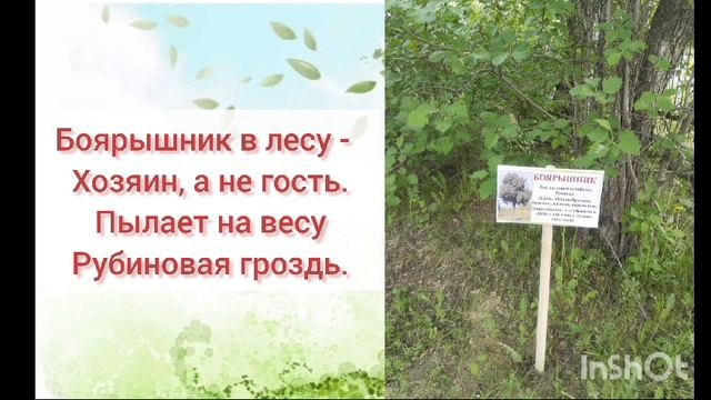 Аллея деревьев МАДОУ "Детский сад № 31"