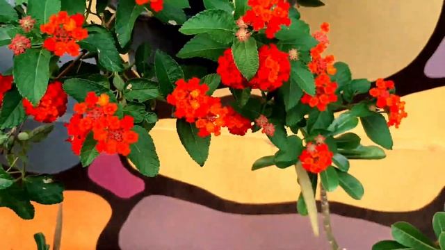 Lantana plant summer update & some caring tips