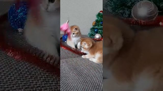 Британские котята