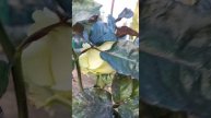 Крым 💖💖💖 Розы 🌹🌹🌹