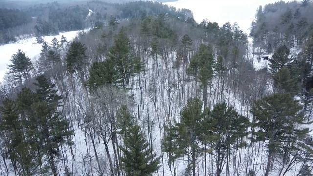 My drone crashed in the forest. Mavic mini