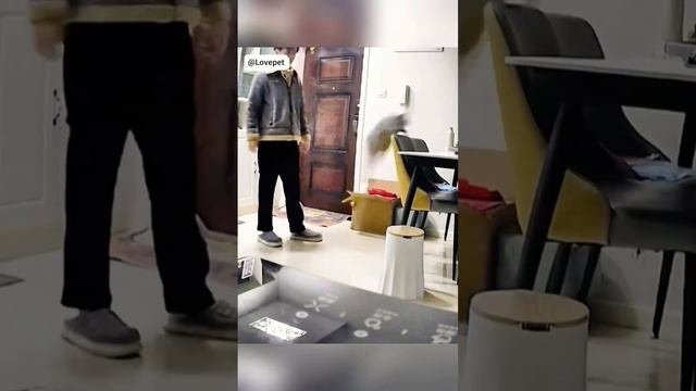 Коты шкодники