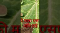 papite ki kheti urea fertilizer jayada dalne se kya hoga#papaya #farming