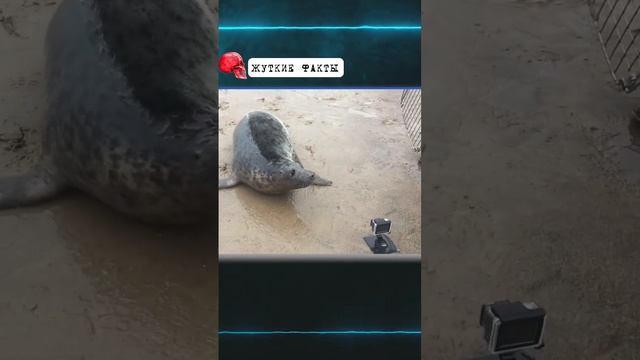 Все тюлени толстяки 😅