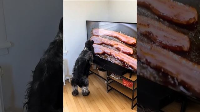 petal_20241206_113401.mp4