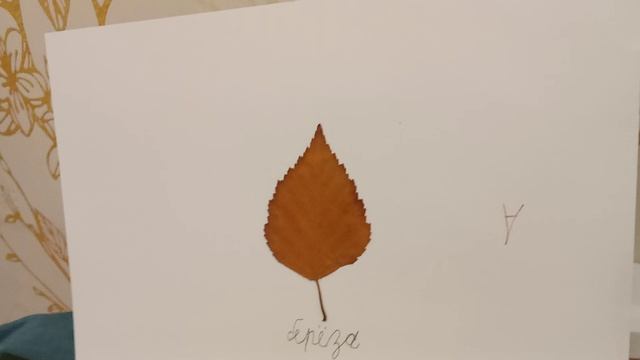 берёза