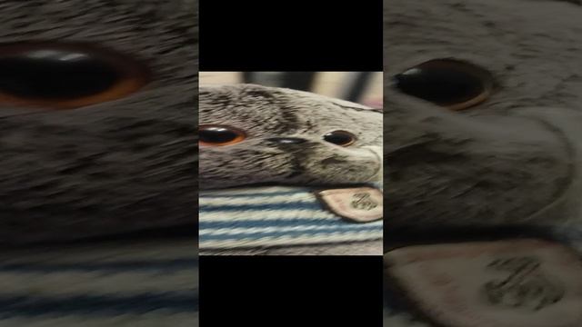 1000065262.mp4