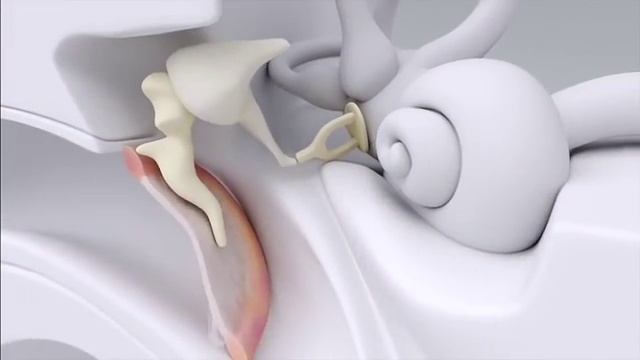 Барабанная перепонка - ключевая часть уха в процессе передачи звука. Ризаев Антон А., лор врач