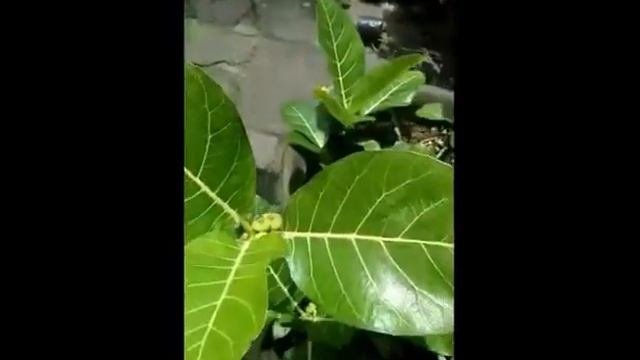 Manfaat Tanaman Awar-Awar untuk kesehatan