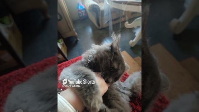 Соня🐈.mp4
