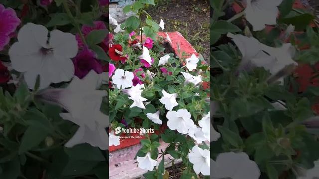 1000034760.mp4Лето.06.12.2024г.