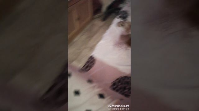 shotcut-20241206-194611.mp4