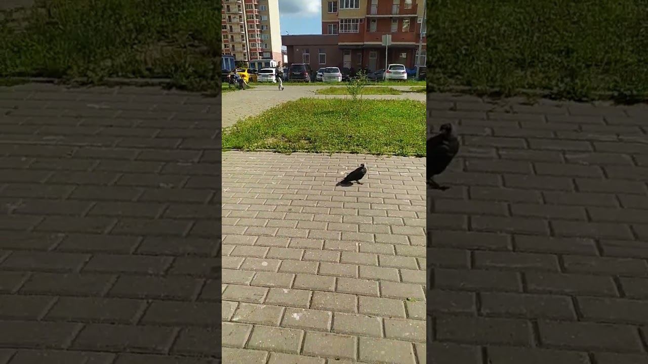 прикол (2013)