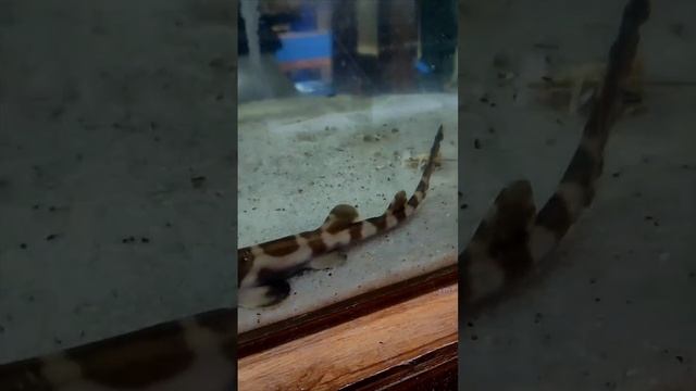Акула кошачья