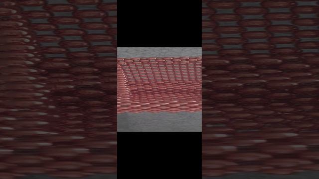 20241206_121031.mp4