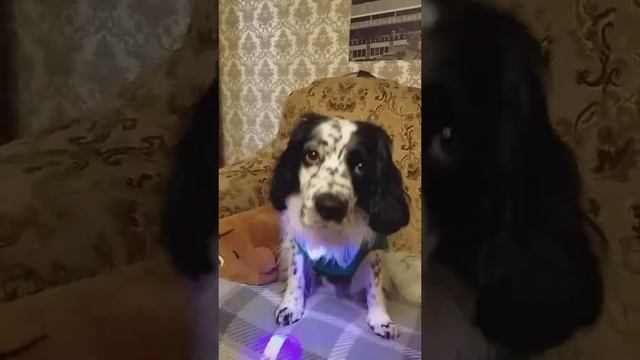 Костюм к Новому году готов!...)))