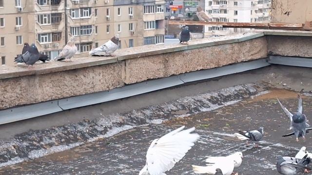 1000042827.mp4 голуби И.Т.