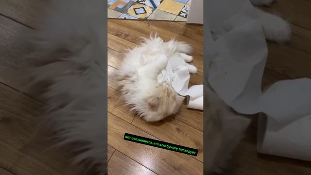 Уничтожитель бумаги!