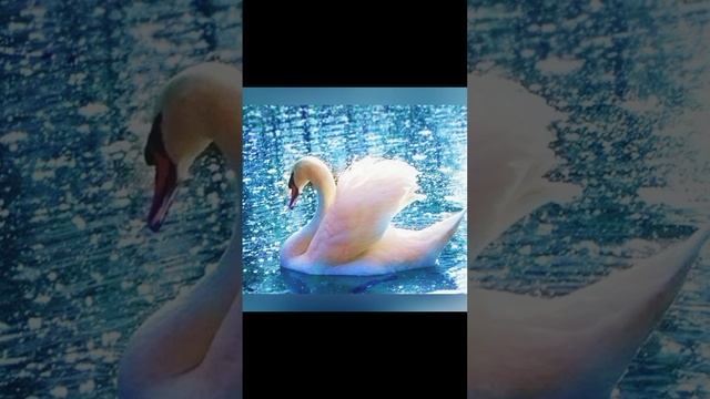 scene_output.mp4