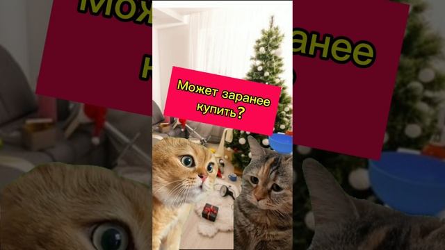 Что будем пить на Новый год? #смешныеистории #cat #кот #мем #смешныекотики #юмор #котики