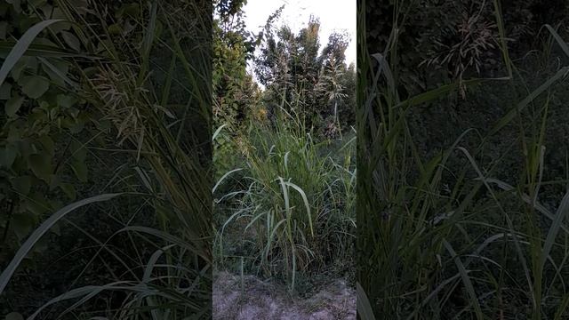 Nature of Central Asia Vegetable Greenery Herbage Wildlife Imaginary Fancy Sunshine Animal World