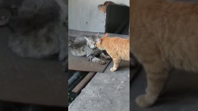 Кошачьи разборки. кто сильней рыжий или серый.