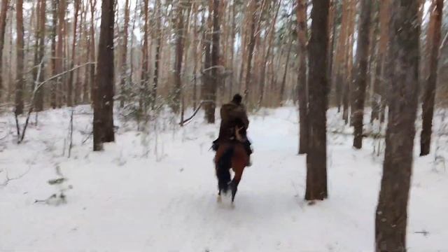 Зима, Пипка, лошади #лошади #зимний_лес #собака