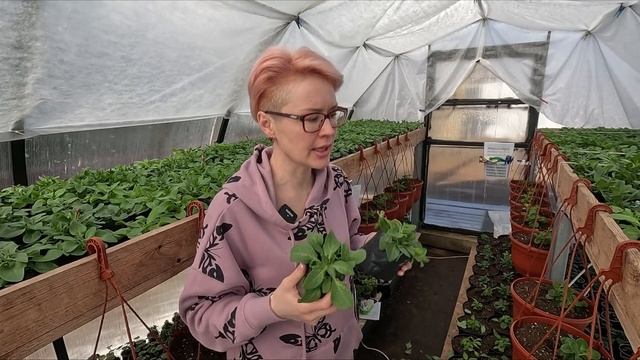 ВИРУС НА СЕМЕННОЙ ПЕТУНИИ ЧТО ДЕЛАТЬ