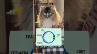 Почему у кошки светятся глаза в темноте