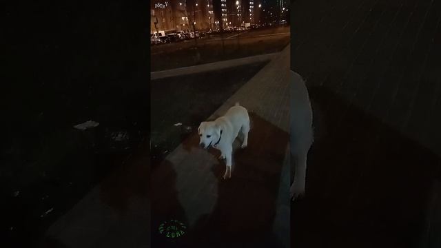 Канат и ночь