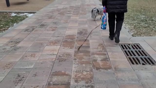 Шелти с друзьями