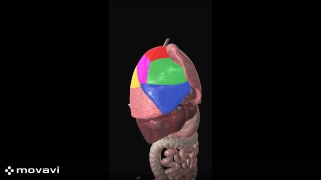 Сегменты легкогоанатомия человекаanatomy