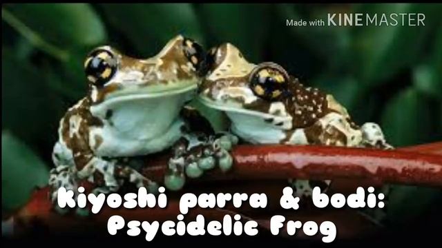 Kiyoshi parra & bodi | psycidelic frog (fl studio mobile song)