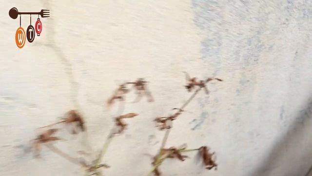 How To Grow Culantro Plant At Home | aka Shado Beni, Recao, Chadon Beni