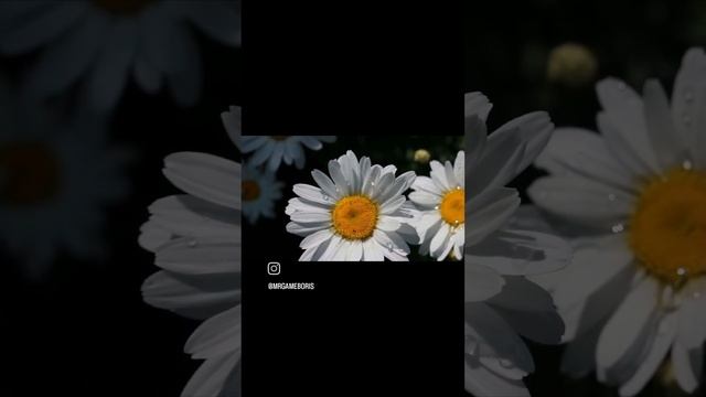 1000916746.mp4